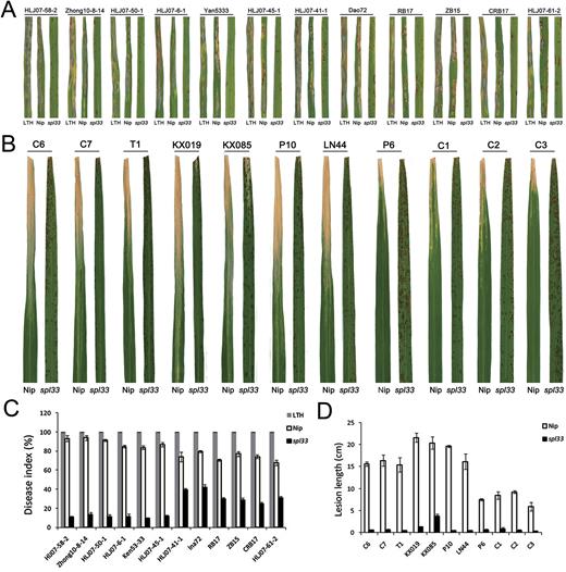 Enhanced resistance in the spl33 mutant to Magnaporthe oryzae and Xanthomonas oryzae pv. oryzae isolates. (A) Reactions to 12 M. oryzae isolates. The variety LTH was used as a susceptible control. (B) Reactions to 11 Xoo isolates. (C) Disease indices of WT and spl33 to M. oryzae isolates. (D) Lesion lengths of wild-type Nipponbare (Nip) and spl33 to 11 Xoo isolates. Data are means±SD of 15 plants.
