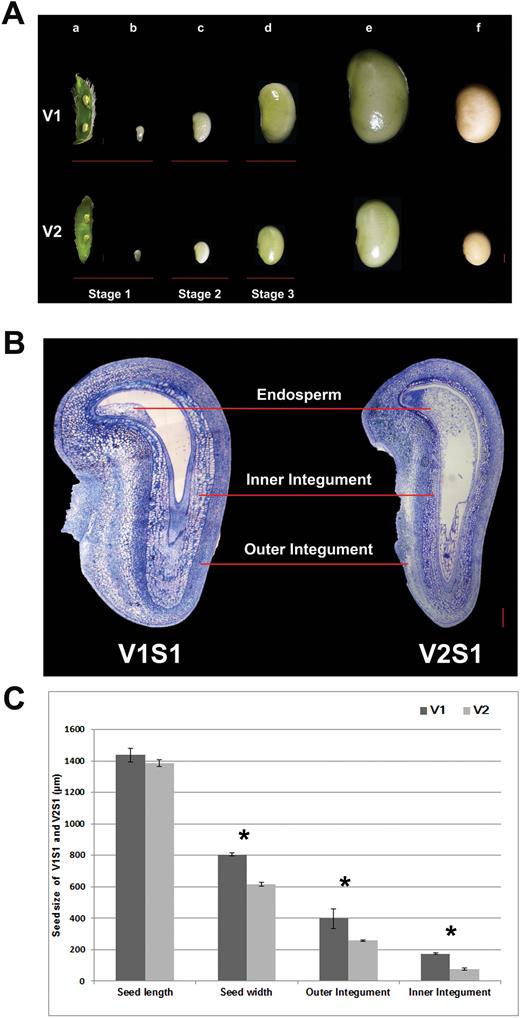 Stages of soybean seed development and sampling times of two soybean varieties. (A) Seed developmental stages in soybean varieties V1 and V2. Pod (a) and seed (b) at 5–7 days after fertilization (DAF) (Stage S1), seed at 10–14 DAF (Stage S2; c), seeds at 20–24 DAF (Stage S3; d), seed at maturation stage (e) and desiccation stage (f). Bars=1 mm. (B) Cross-section of the seeds of V1 and V2 at stage S1. V1 showed enlarged seed size partly due to increased cell size in the outer and inner integument compared with V2. Bars=200μm. (C) Seed lengths and widths, and widths of the outer and inner integument of V1 and V2 at stage S1. Values are presented as mean±SE. Three biological replicates were used for measurements. ** Significant difference (P<0.01), Student’s t-test. (This figure is available in colour at JXB online.)