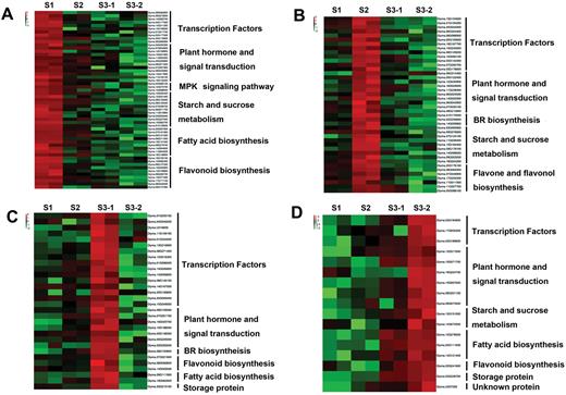 Heatmap comparison of the DEGs at each seed developmental stage. Functional categories of significantly over-represented DEGs in S1 (A), S2 (B), S3-1 (C), and S3-2 (D). (This figure is available in colour at JXB online.)
