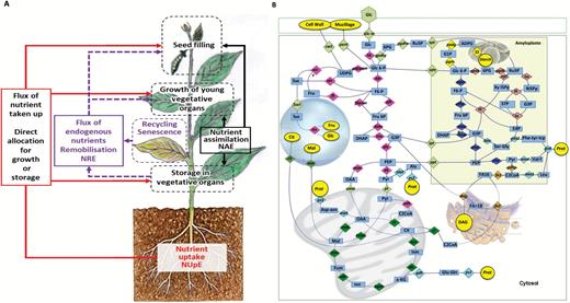 At the whole-plant level, fluxomics is considered as the flow of elements and molecules between various compartments, such as roots, leaves, and pods and seeds (A). Fluxomics data are used to determine the nutrient use efficiency (NUE), which is related to two main components corresponding to (i) uptake processes, so-called nutrient uptake efficiency (NUpE), mediated by various transporters (Salon et al., 2011), and (ii) assimilation, transfer, and storage [nutrient assimilation efficiency (NAE)], and nutrient remobilization efficiency (NRE) towards sink vegetative organs or reproductive tissues (Noquet et al., 2004; Larmure et al., 2005; Schiltz et al., 2005; Desclos et al., 2009; Masclaux-Daubresse et al., 2010; Hawkesford, 2011; Hirel and Lea, 2011; Xu et al., 2012; Avice and Etienne, 2014). At the cellular level (B), fluxomics may be seen as the flow of elements through subcellular trafficking (transporters, vesicle trafficking) and a metabolic pathway composed of enzymatic reactions occurring in various compartments. The illustration in B was designed with OMIX (Droste et al., 2011).