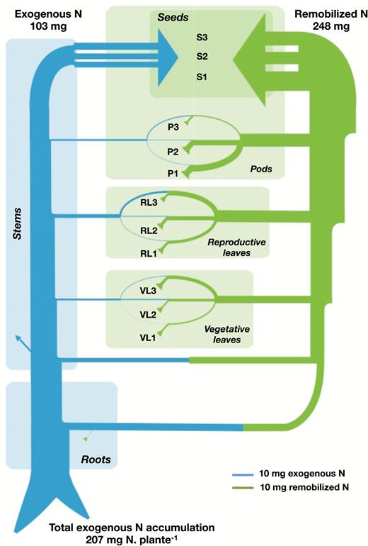 Flow chart obtained from measurements of the allocation of exogenous N (left, blue arrows) and 15N enrichment and distribution of endogenous remobilized N (right, green arrows) from vegetative parts to seeds during the filling period of the first two reproductive nodes of pea plants cultivated in the greenhouse. N fluxes are expressed in mg plant–1. The width of arrows is proportional to the N fluxes (an indication of width is given in the lower right of the figure). Fluxes of exogenous N are delivered to the plant compartments, where part of this N can be accumulated (as is the case for stems). More often, additional N is being remobilized from the roots, vegetative leaves (VL1, VL2, and VL3), reproductive leaves (RL1, RL2, and RL3), and pods (P1, P2 and P3) to feed the flow of N reaching seeds of the various plant strata (S1, S2 and S3). This figure has been adapted and simplified from Schiltz et al. (2005); www.plantphysiol.org. Copyright American Society of Plant Biologists.