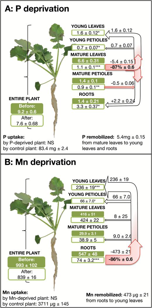 Net fluxes of nutrients for which no stable isotope is available, such as P (mg plant–1) or Mn (µg plant–1), calculated from mass balance during 30 days of either P or Mn deficiency in hydroponically grown Brassica napus L. Remobilization is given as the percentage of initial content of a given tissue (roots, mature leaves, or petioles that emerged before deficiency, or young leaves or petioles emerging during deficiency). For each nutrient, uptake by control plants (provided with an unlimited supply of nutrients) is given as the mean±SE for n=4 replicates. Green and white boxes indicate the nutrient content for each organ before and after nutrient deficiency, respectively, and are given as the mean±SE for n=4 replicates. Apparent nutrient remobilization from an organ (negative value, calculated from mass balance) and allocation (positive value) of nutrient taken up by roots are given as the mean±SE for n=16 replicates. Level of significance: *P<0.05, **P<0.01, ***P<0.001, between nutrient-deficient plants and t=0 control plants. NS, no significant uptake. Redrawn from Maillard et al. (2015).