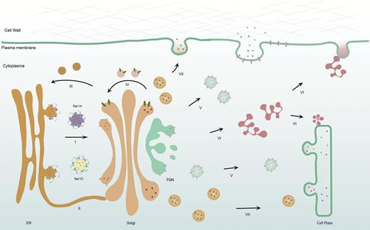 Protein secretion in plants: conventional and unconventional ...