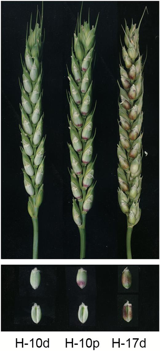 Pericarp samples of variety H76 at different stages under normal and high-light conditions. H-10d, 10 d after pollination (DAP) under normal conditions; H-10p, 10 DAP directly exposed in sunlight for 12 h; H-17d, 17 DAP under normal conditions. Both H-10p and H-17d had anthocyanin accumulation in the pericarps.