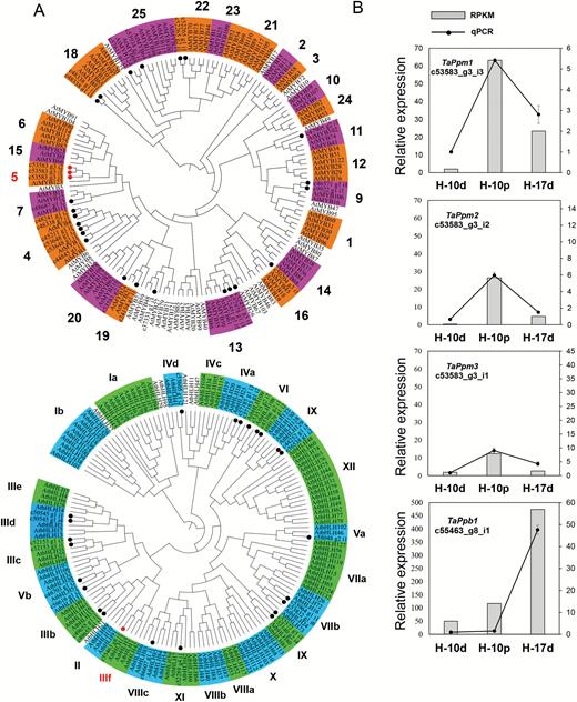 Phylogenetic analyses of the transcription factors (TFs) MYB and bHLH, and validation of the expression levels of four TFs related to anthocyanin synthesis in wheat. (A) A total of 26 TaMYBs (top) and 24 TabHLHs (bottom) protein sequences derived from wheat transcriptome data are labelled with dots. Proteins labelled with red dots belong to the clades of anthocyanin synthesis. (B) qRT-PCR validation of the four unigenes c53583_g3_i3, c53583_g3_i2, c53583_g3_i1, and c53583_g8_i1 (designated as TaPpm1, TaPpm2, TaPpm3, and TaPpb1, respectively). Expression is relative to that of TaActin.