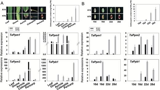 Expression patterns of the three wheat TaPpms and TaPpb1. (A) Relative expression of transcription factor (TF) genes in different tissues of the two wheat lines, A14 (white pericarp) and H76 (purple pericarp). (B) Relative expression of TF genes at four physiological stages (days after pollination) during pericarp development. Data are means (±SD) of three biological replicates. Expression is relative to that of TaActin.