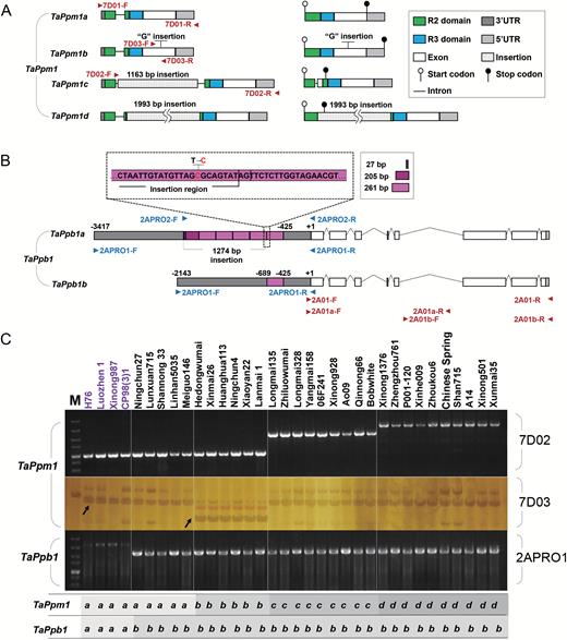 The variants of TaPpm1 and TaPpb1 and their distribution in the 34 wheat lines examined. (A) The genetic and transcript structures of the four variants of TaPpm1. (B) The genetic structures and the rearranged promoters of two TaPpb1 variants (TaPpb1a and TaPpb1b). The purple boxes indicate the duplicated 261-bp units in the promoter region of TaPpb1a or TaPpb1b. In the fourth 261-bp unit, the 259-bp section belongs to the insertion region. The ‘C’ base, highlighted in red, in the fourth 261-bp unit is a transition from the ‘T’ base compared with other identical 261-bp units. (C) Different allelic variants of TaPpm1 and TaPpb1 were distinguished in 34 wheat varieties using specific markers. Varieties highlighted in purple have purple pericarps. The specific primer set 7D02 could distinguish TaPpm1c and TaPpm1d from the other two allelic variants (TaPpm1a and TaPpm1b). Amplicons of the dCAPS primer set 7D03 were digested by the DraIII enzyme to recognize TaPpm1a and TaPpm1b genotypes. TaPpb1a and TaPpb1b variants could be distinguished by 2APRO1.