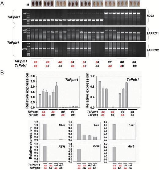 Association analysis between genotypes of TaPpm1 and TaPpb1 and the pericarp colours in F2 individuals. TaPpm1a and TaPpb1a highlighted in red are dominant to TaPpm1d and TaPpb1b, respectively. (A) Genotypes of TaPpm1 and TaPpb1 in different-coloured F2 progenies of the ‘A14×H76’ population. TaPpm1a presents a 967-bp sequence while TaPpm1d presents a 2960-bp fragment amplified with the specific primer set 7D02. TaPpb1a yields a 3417-bp fragment and TaPpb1b presents only a short 2143-bp fragment using 2APRO1. A 2143-bp and a 1996-bp fragment were amplified from heterozygous TaPpb1 (TaPpb1a/TaPpb1b) by the primer sets 2APRO1 and 2APRO2, respectively. (B) The expression of TaPpm1, TaPpb1, and six structural genes was detected in F2 individuals with diverse genotypes of TaPpm1 and TaPpb1. Expression is relative to that of TaActin.