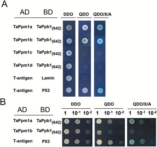 Detection of the interactions between TaPpm1s and TaPpb1 via yeast two-hybrid screening. (A) Interaction of TaPpm1s (TaPpm1a, TaPpm1b, TaPpm1c, and TaPpm1d) with truncated TaPpb1 protein in the yeast cells. TaPpm1s were fused to the GAL4 activation domain whereas a truncated form of TaPpb1 (1–642 bp, encoding 214 amino acids) was fused to the GAL4 binding domain. Yeast clones transformed with different constructs were grown on DDO (SD/–Leu/–Trp), QDO (SD/–Leu/–Trp/–Ade/–His) and QDO/X/A (QDO supplemented with ABA and X-α-Gal) plates for 5 d. Yeast cells transformed with the AD-T-antigen and BD-Lamin were used as a negative control, while yeast cells transformed with the AD-T-antigen and BD-P53 served as a positive control. (B) Serial dilutions (10–1, 10–2) of the yeast cells with different combinations (AD-TaPpm1a with BD-TaPpb1(642) or AD-TaPpm1b with BD-TaPpb1(642)) were cultured on DDO, QDO, or QDO/X/A for 1 d to detect their interaction abilities. (This figure is available in colour at JXB online.)
