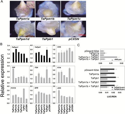 Transient expression of TaPpm1s and TaPpb1 genes in wheat calluses and detection of their activation features by dual-luciferase assays. (A) The phenotypes of calluses bombarded with different configurations of TaPpm1s, TaPpb1, and the empty vector pCXSN. (B) The expression of TaPpm1, TaPpb1, and seven structural genes in calluses bombarded with TaPpm1s and TaPpb1. All structural genes were selected from unigenes of the transcriptome data with high expression in purple samples. The expression of transcription factor genes and structural genes are distinguished with black and grey bars, respectively. Expression is relative to that of TaActin. (C) Promoter activation assays in Nicotiana benthamiana leaves using a dual-luciferase assay. Firefly luciferase activity was normalized to the Renilla internal control (LUC/REN). Data are means (±SD) determined from four replicates.
