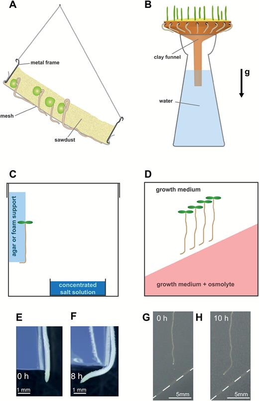 Historic and modern assays for hydrotropism. (A) Cross-section of the assay described by Sachs and used by the Darwins. Mesh covers the bottom of a round metal frame. Filled with moist sawdust and suspended at an angle, roots can grow through the mesh and need to bend in order to maintain contact with moisture provided by the sawdust. Redrawn from Sachs (1872). (B) Molisch’s hydrotropism assay. Roots grow through holes in the rim of a clay funnel connected to a water reservoir. Once roots reach the edge of the funnel, they have to bend in order to stay in contact with the moisture provided by the funnel surface. Redrawn from Molisch (1883). (C) Moisture in air assay. Inside a box, seedlings are mounted on a water-soaked foam or agar bloc with the root tip pointing down, and suspended in air. The water potential gradient between the moisture-containing support and the surrounding air is further increased by a dish containing a concentrated salt solution. Roots need to bend around the edge of the support in order to stay in contact with their water supply. (D) Split-agar assay. Seedlings are placed in a square Petri dish on growth medium which is in direct contact with another growth medium containing an osmolyte. Diffusion of the osmolyte establishes a water potential gradient that is able to deflect root tip growth from following the gravity vector. (E, F) Rice root bending hydrotropically in the moisture in air assay (Nakajima et al., Auxin transport and response requirements for root hydrotropism differ between plant species, Journal of Experimental Botany 2017, 68, 3441–3456, by permission of the Society of Experimental Biology). (G, H) Arabidopsis thaliana roots bending hydrotropically in the split-agar assay. The white dashed line indicates the border between the two different growth media. The arrow labelled g indicates the gravity vector in all assays.