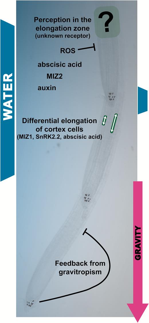 Hydrotropism mechanism in Arabidopsis thaliana. A. thaliana roots exposed to a water potential gradient perceive reduced water availability through an as yet unknown mechanism in the elongation zone. Reactive oxygen species (ROS) are able to inhibit hydrotropism, but currently the stage at which the response is affected is unknown. Abscisic acid and MIZ2/GNOM are required for hydrotropism and could be involved in perception and differential growth. The role of auxin is currently unclear, but a lateral auxin gradient does not develop during hydrotropism in A. thaliana. Bending of the root tip is achieved by differential elongation of cortex cells; abscisic acid and expression of MIZ1 and SnRK2.2 in the cortex cell file are required for this. Hydrotropic bending of the root tip will trigger a gravitropic response through statolith relocalization, which provides feedback inhibition. Statoliths and differentially expanding cortex cells have been drawn for emphasis and are not to scale.