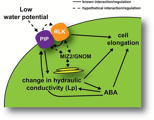 Potential mechanisms for perception and response to low water potential. Low water potential could affect the membrane presence or activity of plasma membrane intrinsic proteins (PIPs). This could affect cell elongation through several independent pathways: PIPs were shown to interact directly with receptor-like kinases (RLKs) in the plasma membrane. This interaction was shown to regulate PIP activity, but could potentially also affect signalling from the RLK to change cell elongation. Changes in aquaporin activity or presence due to low water potential will also lead to a change in hydraulic conductivity, with two possible outcomes. Hydraulic conductivity could affect cell elongation directly (as demonstrated for lateral root primordia), but can also affect radial ABA transport in the root. Changes in local ABA concentration could be the driver of differential cell elongation, leading ultimately to root bending. Perception would not necessarily require sensing of a water potential gradient at opposing sides of the root, but could work through a water potential set point, below which PIP membrane presence or activity changes, initiating the signal cascade leading to cell elongation. MIZ2/GNOM is required to facilitate cycling of PIPs (and RLKs) to and from the plasma membrane in this model. Aquaporin regulation in a single layer or all tissue layers of the root may be necessary for this mechanism.