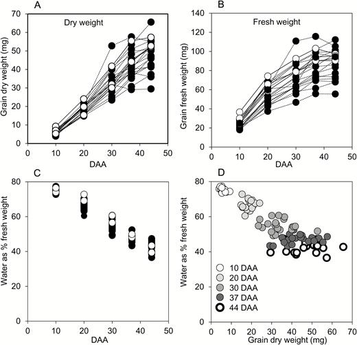 Fresh- and dry-weight gain through grain development for genotypes grown in 2014. Each point represents the value from a single genotype, and is the mean of measurements made on six samples, each from a different plant, consisting of grain from the central portion of a single ear. Full datasets including the genotype designations and measures of variance are provided in Supplementary Table S1. Black symbols and dashed lines are landraces; white symbols and solid lines are elite cultivars. DAA, days after anthesis. (A) Grain DW, (B) grain FW, and (C) water content through development. Lines are omitted for clarity in (C). (D) Water content plotted against grain DW at the DAA indicated.