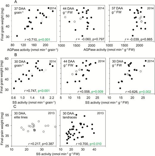 Relationships between final grain weight and enzyme activities on a fresh-weight and a per-grain basis. Representative examples of the data are plotted; further plots are provided in Supplementary Fig. S3. Values are means taken from Supplementary Table S1, which also provides full datasets including the genotype designations and measures of variance. The same values are also displayed in different contexts in Fig. 3 (enzyme activities) and Supplementary Figs. S1 and S3 (mature grain weight, and additional relationships between final grain weight and enzyme activities, respectively). Black symbols are landraces; white symbols are elite cultivars. Pearson’s correlation coefficient (r) is indicated, with n=1; P-values (F-test) are indicated where P<0.05 (i.e. where no value is shown, P>0.05) (see Supplementary Table S2). DAA, days after anthesis. (A) Correlations in 2014 between AGPase activity and final grain weight, on a FW basis at 44 DAA and 37 DAA (left and centre, respectively) and on a per-grain basis at 37 DAA (right). (B) As for (A) but for starch synthase (SS) activity at 44 DAA and 30 DAA. (C) Correlations between SS activity at 30 DAA for elite cultivars (left) and landraces (right) grown in 2013.