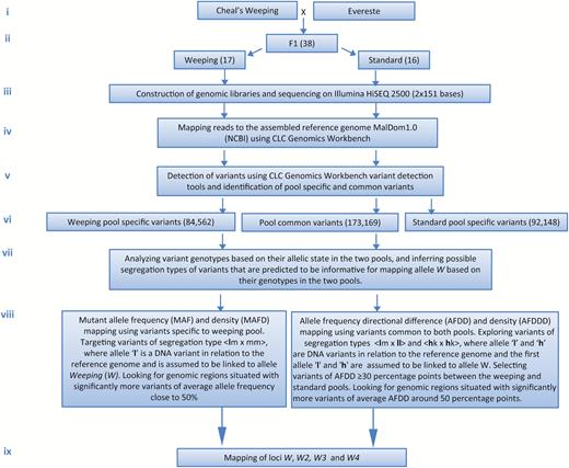 A flowchart illustrating the major steps in MAFD and AFDDD mappings of the weeping phenotype. (This figure is available in color at JXB online.)