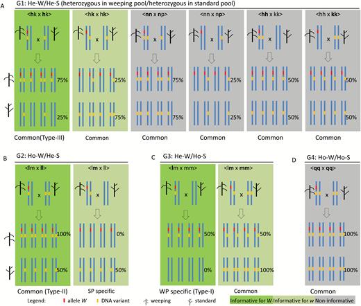 Schematic representations of the segregation of DNA variants linked to allele W in either phase under varying segregation types inferred for four of the five variant genotype groups: G1 (A), G2 (B), G3 (C), and G4 (D). Each segregation type is illustrated in a colored rectangle that includes the two parents at the top, four representative weeping progeny in the middle, and four standard progeny at the bottom. The long vertical lines in blue represent the chromosomal segment harboring W. The red and orange short vertical lines represent allele W and DNA variants in relation to the reference genome, respectively. The tree-like drawings with upward and downward ‘branches’ indicate standard and weeping tree phenotypes, respectively. The expected allele frequency (%) of DNA variants in the weeping and standard pools is given accordingly. In each segregation type denotation, the allele at the first position is designated as being linked to weeping phenotype in the seed parent ‘Cheal’s Weeping’ (e.g. letter ‘l’ in <lm×mm>), and those in bold are DNA variants in relation to the apple reference genome (e.g. letters ‘l’ in <lm×ll>). Segregation types informative for mapping allele W are shown in green rectangles (See Supplementary Table S5 for more details). ‘Common’, variants common to both pools; SP, standard pool; WP, weeping pool.