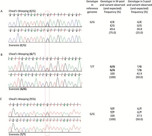 Chromatogram of DNA sequences of parents ‘Cheal’s Weeping’ and ‘Evereste’ covering three single nucleotide variants (SNVs; indicated by the red box) of segregation types <hk×hk> (A) and <lm×ll> (B, C) in the W region on chromosome 13. The SNV genotypes in the two parents, the reference genome, and the weeping and standard pools are listed accordingly. (A) SNV at position 7923460 in gene LOC103452418. (B) SNV at position 8209678 in gene LOC103452141. (C) SNV at position 8210175 in gene LOC103452141. Letters in bold represent DNA polymorphism (variant) in relation to the reference.