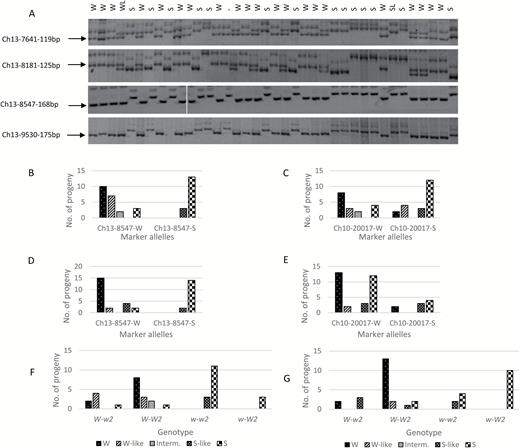 Confirmation of mapping of loci W and W2. (A) Analysis of four SSR markers Ch13-7641, Ch13-8181, Ch13-8547, and Ch13-9530 from the W region on chromosome 13 in population NY-051 × ‘Louisa’. The image shows the markers’ polyacrylamide gel electrophoresis profile in 38 of the 140 individuals. The SSR bands Ch13-7641-119bp, Ch13-8181-125bp, Ch13-8547-168bp (the vertical line between lanes 10 and 11 indicates that this marker was run in two gels), and Ch13-9530-175bp of ‘Louisa’ origin and linked to the weeping phenotype are indicated with an arrow. W, weeping; WL, weeping-like; S, standard; SL, standard-like; –, seedling tree was dead before phenotyping. (B–E) Weeping trait association of SSR markers Ch13-8547 (in the W region) and Ch10-20017 (in the W2 region) in populations ‘Cheal’s Weeping’ × ‘Evereste’ (B, C) and NY-011 × NY-100 (D, E). Marker alleles linked to weeping and standard are suffixed with ‘-W’ and ‘-S’, respectively. (E, F) Effect of genetic interactions between the alleles of W and those of W2 (deduced from marker alleles Ch13-8547-W and Ch10-20017-W, respectively) on the expressivity of the weeping phenotype in populations ‘Cheal’s Weeping’ × ‘Evereste’ (E) and NY-011 × NY-100 (F).