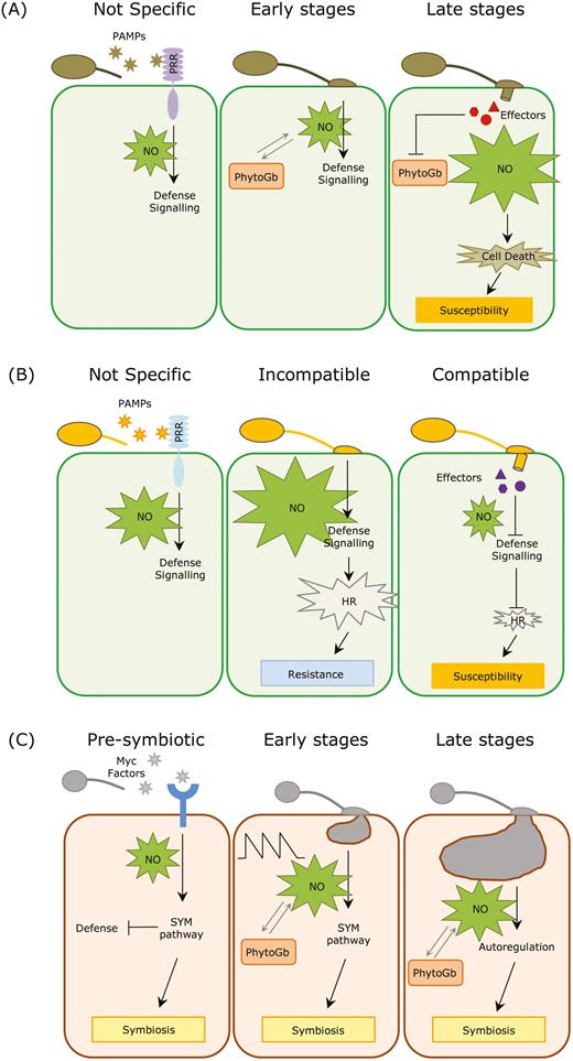 Model of NO functioning in plant–fungal interactions. (A) During interactions with necrotrophic fungi, the perception of fungal pathogen-associated molecular patterns (PAMPs) by plant pattern-recognition receptors (PRRs) triggers a rapid and unspecific burst of NO, which activates the plant response at the early stages. At later stages, NO is massively produced with the advance of the infection, and the associated cell death can be exploited by the pathogen to further expand the lesions (Floryszak-Wieczorek et al., 2007; Turrion-Gomez and Benito, 2011; Martínez-Medina et al., 2019a). (B) In interactions with biotrophic pathogens, plant perception of fungal PAMPs also triggers a rapid and unspecific burst of NO to activate the plant response. During incompatible interactions a second burst of NO leads to the hypersensitive response (HR) and cell death, which prevents the pathogen from spreading along the tissue as biotrophs only thrive in living cells. By contrast, in compatible interactions the NO level rapidly decreases after the initial burst, most likely due to active effector-mediated suppression of defences by the fungus, which leads to susceptibility (Piterková et al., 2009; Schlicht and Kombrink, 2013; Qiao et al., 2015). (C) During the pre-symbiotic stages of mycorrhizal symbiosis, Myc factors released by the fungus are perceived by plant receptors, triggering a burst of NO that is linked with the activation of the symbiotic regulatory (SYM) pathway. The activation of this pathway partially suppresses the host immune responses and prepares the plant for the forthcoming fungal colonization. After hyphal contact, the level of NO in the root cells spikes in a controlled manner thanks to the action of phytoglobins. This specific NO pattern may function as a regulatory element in the establishment of the symbiosis. In later stages, when the symbiosis is well established, NO is further controlled by the action of the phytoglobins, and is involved in the autoregulation of the symbiosis (Calcagno et al., 2012; Espinosa et al., 2014; Zou et al., 2017; Martínez-Medina et al., 2019a).