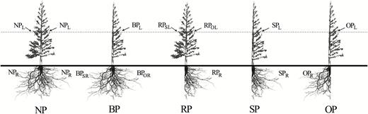 Illustration of the experimental design of the pruning treatments applied to C. lanceolata. NP, no pruning; BP, half of lateral branches pruned; RP, half of lateral roots pruned; SP, half of the lateral branches and roots pruned on the same side of the plant, i.e. the same azimuthal direction; and OP, half of the lateral branches and roots pruned on the opposite side of the plant, i.e. the opposite azimuthal direction. Leaves from the same internode in lateral branches in the mid-crown were selected for analyses. Codes for the branch and root samples taken are also shown as subscripts: R, roots; L, leaves; SR, roots on same side as branch pruning; OR, roots on opposite side to branch pruning; SL, leaves on same side as root pruning; OL, leaves on opposite side to root pruning.