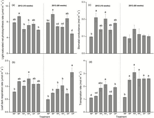 Light-saturated photosynthetic rate (a), dark respiration rate (b), stomatal conductance (c), and transpiration rate (d) of current-year leaves of C. lanceolata in each treatment as defined in Fig. 1 at 10 weeks and 60 weeks after first pruning. Data are means (±SE), n=4. Different letters indicate significant differences among the pruning treatments at each time according to Tukey’s tests (P<0.05).