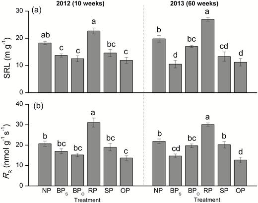 Specific fine-root length (SRL) and fine-root respiration rate (RR) of C. lanceolata in each treatment as defined in Fig. 1 at 10 weeks and 60 weeks after first pruning. Data are means (±SE), n=4. Different letters indicate significant differences among the pruning treatments according to Tukey’s tests (P<0.05).
