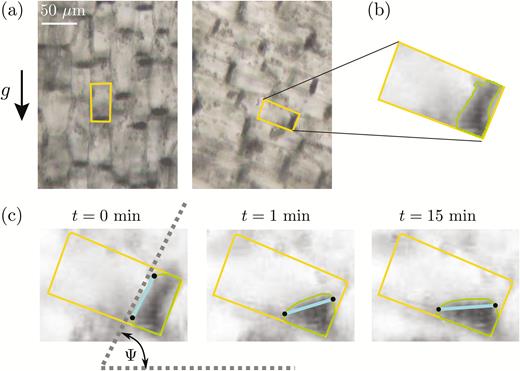 Image analysis of statolith movements in response to cell inclination in wheat coleoptiles. (a) Bright-field images with several statocytes, before and after a rotation at an angle θincl = 70°. The rectangles show the outlines of individual statocytes. (b) The outline of the pile formed by the statoliths was extracted using a contour-finding algorithm based on a gray-scale threshold level. (c) The free surface (thick line between points) was determined and the time-response of its angle Ψ(t) relative to horizontal was recorded.