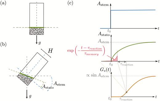 Description of the theoretical model for responses of wheat coleoptiles subjected to transient inclination. (a) The initial state when the statocyte is aligned with gravity: the statoliths have sedimented and form a pile. The free surface of the pile (thick line) is perpendicular to the long axis of the statocyte (Astato = 0). (b) When the statocyte is inclined at an angle Astem, the statolith pile flows and the angle of the surface increases so that Astato tends to Astem. (c) Typical responses of the variables of the model. When the stem inclination suddenly changes (top graph), the pile angle increases and tends to Astato = Astem (middle graph). The gravitropic signal Gs starts to increase after a time delay τreaction (bottom) and results from the integration of the statolith angle Astato over a memory time τmemory with an exponential decay as indicated in the middle graph.