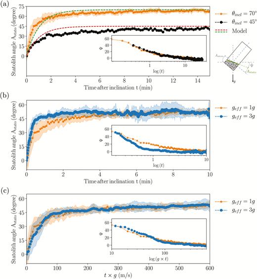 Avalanche dynamics of statoliths in wheat coleoptiles. (a) Relaxation with time of the statolith angle Astato for two initial inclinations of 70° and 45°. The dashed lines show the predictions of the theoretical model. Inset: time response on a logarithmic scale of the angle of inclination of the pile from the horizontal, Ψ(t) (inclination of the pile from the horizontal). (b) Astato(t) for two different gravity intensities, geff = 1g and geff = 3g. (c) Astato as a function of geff × t for geff = 1g and geff = 3g. Shaded areas correspond to ±standard deviation.