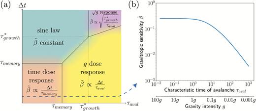 (a) Phase diagram of the gravitropic sensitivity β~ computed from the A-SD-M theoretical model (logarithmic scales). Different regimes are observed depending on the values of the avalanche time τaval and of the inclination time ∆t relative to the memory time τmemory and the modified growth time τ*growth (see Results). (b) Gravitropic sensitivity β~ as a function of the avalanche time τaval (and the equivalent gravity intensity geff, given that τaval ∝ 1/geff), for an inclination time ∆t = 5 min (<τmemory). The other constants (i.e. values of the parameters in the A-SD-M model) were taken from the experimental calibration for wheat coleoptiles: τmemory = 15 min and τgrowth = 1200 min.