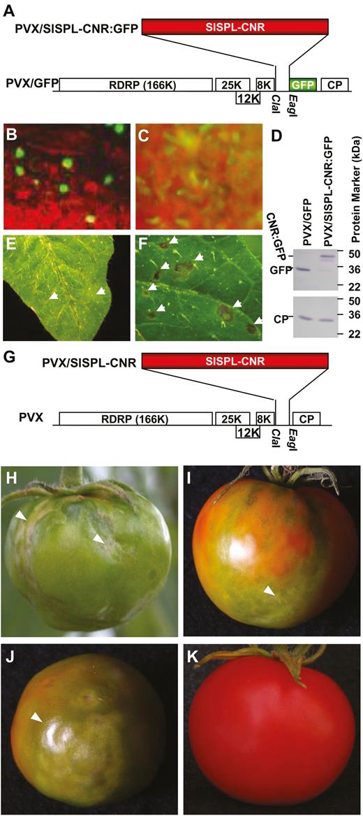 Expression of SlSPL-CNR induces necrotic cell death. (A) Diagrammatic representation of viral transient gene expression vector PVX/SlSPL-CNR:GFP. Genome organization of PVX/GFP and two cloning sites are indicated. The 166K RDRP is the viral RNA-dependent RNA polymerase. The triple-gene block encodes three viral movement proteins of 25, 12, and 8 kDa. GFP was fused in-frame to SlSPL-CNR to express a fusion protein. CP is the viral coat protein. (B) Nuclear localization of SlSPL-CNR:GFP in tomato leaf epidermal cells. (C) Cytoplasmic localization of free GFP protein in tomato leaf epidermal cells. Photographs were taken under an epifluorescence microscope at 7 d post-inoculation (dpi). (D) Western blot detection of SlSPL-CNR:GFP fusion protein. Protein samples were extracted from young tomato leaf tissues at 14 dpi. Immuno-detection was performed using either a GFP antibody (upper panel) or a PVX CP antibody (lower panel). (E, F) Induction of necrotic cell death in tomato leaf tissues. Tomato leaves inoculated with PVX/GFP (E) or PVX/SlSPL-CNR (F) developed chlorotic or necrotic lesions, respectively. Photographs were taken at 7 dpi. (G–K) Induction of necrotic cell death in tomato AC fruits. AC fruits injected with PVX/SlSPL-CNR (G) developed necrosis at different stages including mature green (H), breaker/colour turning (I) and ripening (J). An AC fruit infected with PVX/GFP (A) ripened and remained healthy (K). All fruits were photographed at 33 d post-injection.