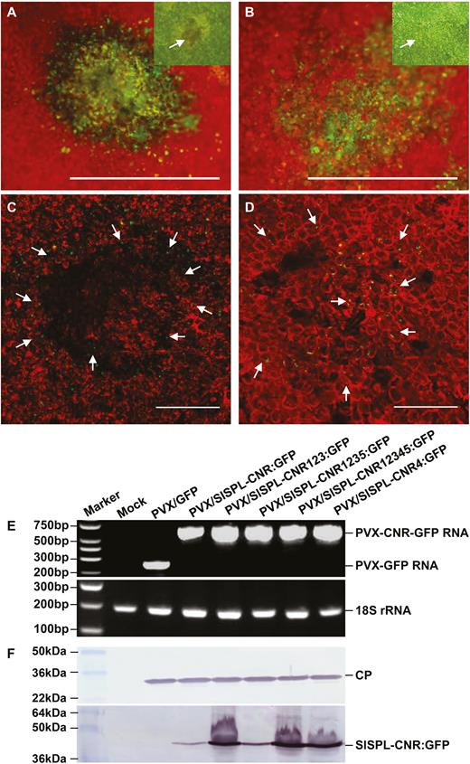 Requirement of a functional NLS for SlSPL-CNR to induce necrotic cell deaths. (A–D) Representative images of necrotic and chlorotic lesions. Necrotic cell death is associated with the wild-type SlSPL-CNR:GFP protein (A, C). Chlorotic lesions consist of healthy cells expressing the SlSPL-CNR4:GFP protein (B, D). Photographs of lesions/leaf cells were taken at 7-d post-inoculation (dpi) under an epifluorescence microscope (A, B) or confocal microscope (C, D). The inset images of a necrotic cell death lesion in (A) and a chlorotic lesion in (B) were photographed under normal light. GFP fluorescence is green and chlorophyll autofluorescence is red. Necrotic dead tissues appear yellow. Scale bar: 1 mm (A, B), 500 nm (C, D). Arrows indicate either nuclear or cytoplasmic localization of SlSPL-CNR:GFP (C) or SlSPL-CNR4:GFP (D). (E) RT-PCR detection of recombinant PVX RNA or 18S rRNA as indicated. RNA samples were extracted from young leaf tissues at 14 dpi. Sizes and positions of DNA ladders as well as positions of target genes are indicated. (F) Western blot detection of PVX CP and the wild-type and mutant SlSPL-CNR:GFP fusion proteins. Upper panel, CP antibody; lower panel, SlSPL-CNR antibody. Sizes and positions of protein markers as well as CP and SlSPL-CNR:GFP fusion protein are indicated.