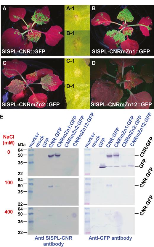 Involvement of zinc-finger motif in induction of necrotic cell death. (A–D) Impact of mutations in zinc-finger motifs on SlSPL-CNR in triggering severe necrosis. Expression of SlSPL-CNR:GFP (A), SlSPL-CNRmZn1:GFP (B), SlSPL-CNRmZn2:GFP (C), or SlSPL-CNRmZn12:GFP (D) is indicated by the GFP fluorescence in young leaves. Severe necrosis (A-1, B-1) and mild necrotic ringspot (C-1, D-1) are indicated for each of the corresponding fusion proteins. Entire plants were photographed under long-wavelength UV light at 14 d post-inoculation (dpi), whilst lesions were photographed under white light at 7 dpi. (E) Zinc-affinity pull-down assay. Proteins were detected using either anti-SlSPL-CNR or GFP antibody as indicated. The SeeBlue™ Plus2 Pre-stained Protein Standard (Thermo Fisher Scientific) was included in gels. Sizes and positions of protein markers are indicated. SlSPL-CNR:GFP fusion (CNR:GFP, 42k Da) and GFP free protein (27 kDa) as well as NaCl concentration (mM) used in the washing buffer are also indicated.