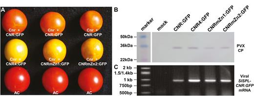 Requirement of functional nuclear localization signal and zinc finger motifs in SlSPL-CNR-mediated ripening reversion in Cnr fruits. (A) Virus-induced gene complementation in the Cnr fruits. Representative Cnr fruits that were injected with PVX/SlSPL-CNR:GFP (Cnr+CNR:GFP) were ripe. These Cnr fruits that were injected with PVX/SlSPL-CNR4:GFP (Cnr+CNR4:GFP), PVX/SlSPL-CNRmZn1:GFP (Cnr+CNRmZn1:GFP), or PVX/SlSPL-CNRmZn2:GFP (Cnr+CNRmZn2:GFP) remained colourless non-ripening. Wild-type AC fruits were included as positive controls. Fruits were photographed at 45 d post-anthesis. (B, C) Western blot detection of PVX CP and RT-PCR assays of viral transient SlSPL-CNR:GFP mRNA in Cnr fruits. Fruits were mock-treated or injected with recombinant PVXs as indicated in (A). Sizes and positions of protein markers and the 1 kb DNA ladder as well as PVX CP and viral SlSPL-CNR:GFP mRNA are indicated.