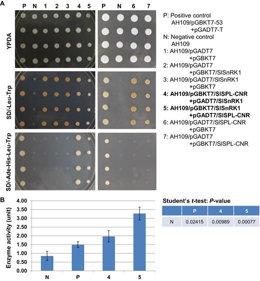 Interactions between SlSPL-CNR and SlSnRK1. (A) Interactions between SlSPL-CNR and SlSnRK1 in two Y2H conformations. P, positive control—yeast strain AH109 carrying both pGBKT7-53 and pGADT7-T. N, negative control—AH109 strain only. Samples 1–7 are indicated. Yeast was cultured on YPDA agar plates (YPDA), synthetically defined (SD) medium plate without supplement of leucine (Leu) and tryptophan (Trp; SD/−Leu−Trp), or SD without supplement of adenine (Ade), histidine (His), Leu, and Trp (SD/−Ade−His−Leu−Trp). Positive interaction between SlSPL-CNR and SlSnRK1 resulted in AH109 growth in SD/−Ade−His−Leu−Trp plates (P; samples 4 and 5). (B) Quantitative analysis of protein–protein interactions using β-galactosidase activity assay. β-Galactosidase assays were performed following Clontech’s protocol. One unit of β-galactosidase is defined as the amount that hydrolyses 1 µmol of o-nitrophenyl β-D-galactopyranoside to o-nitrophenol and D-galactose per min per cell. Samples are indicated as in (A). Three biological duplicates (n=3) for each sample in two separate experiments were used in the β-galactosidase assays (mean ±SD). Student’s t-test was carried out against the negative control (N). P-values are indicated. The statistically significant increases in the β-galactosidase activity in AH109 co-transformed with pGBKT7/SlSPL-CNR+pGADT7/SlSnRK1 or pGBKT7/SlSnRK1+pGADT7/SlSPL-CNR confirm positive interactions between SlSPL-CNR and SlSnRK1.