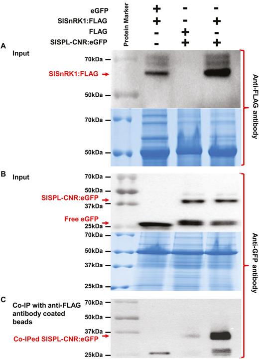 CoIP assays of interaction between SlSPL-CNR and SlSnRK1. (A, B) Detection of SlSPL-CNR:eGFP or SlSnRK1:FLAG in N. benthamian (Nb). Total proteins were extracted from Nb leaves at 3 d post-infiltration or co-infiltration with A. tumefaciens GV3101/pCAMBIA1300/35S-eGFP (eGFP) and GV3101/pCAMBIA1300/35S-SlSnRK1:FLAG (SlSnRK1:FLAG); GV3101/pCAMBIA1300/35S-FLAG (FLAG) and GV3101/pCAMBIA1300/35S-SlSPL-CNR:eGFP (SlSPL-CNR:eGFP); or GV3101/pCAMBIA1300/35S-SlSnRK1:FLAG and GV3101/pCAMBIA1300/35S-SlSPL-CNR:eGFP. Western blots were probed either with anti-3×FLAG antibody (A, upper panel) or anti-GFP antibody (B, upper panel). Positions for SlSnRK1:FLAG, SlSPL-CNR:eGFP fusion proteins as well as free eGFP are indicated by red arrows. Equal loading of protein samples was illustrated by Coomassie Blue staining gels (lower panel in (A, B)). (C) Detection of co-immunoprecipitated SlSPL-CNR:eGFP. Total proteins extracted from co-agroinfitrated Nb leaf tissues were absorbed with anti-FLAG®M2 Magnetic Beads, and analysed by western blot using anti-GFP antibody. Co-immunoprecipitation of SlSPL-CNR:eGFP by SlSnRK1:FLAG primarily occurred in leaf tissues co-infiltrated with GV3101/pCAMBIA1300/35S-SlSnRK1:FLAG and GV3101/pCAMBIA1300/35S-SlSPL-CNR:eGFP. The co-immunoprecipitated SlSPL-CNR:eGFP was readily detected by the anti-GFP antibody. The positions and sizes of protein marker are indicated.