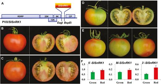 Silencing of SlSnRK1 inhibits tomato fruit ripening. (A) Schematic representation of the VIGS vector PVX/SlSnRK1. Genome organization of PVX and the two cloning sites is indicated. RDRP is the viral RNA-dependent RNA polymerase. The triple-gene block encodes three viral movement proteins of 25, 12, and 8 kDa. CP is the viral coat protein. (B–E) VIGS of SlSnRK1. Mock-treated (B) and PVX-injected (C) AC fruits ripened. Fruits injected with PVX/SlSnRK1 developed non-ripe sectors (D, E). Fruits were photographed at 5 d after breaker (45 d post-anthesis). Fruits were cut in half to show ripe (B, C) or non-ripe (D) pericarps. Three more SlSnRK1-silenced AC fruits are shown in (E). (F) qRT-PCR analysis of SlSnRK1 expression in SlSnRK1-silenced AC fruits. Expression of SlSnRK1 was reduced by VIGS in non-ripe sectors (green bar) compared with the ripe sectors (red bar). qRT-PCRs were performed using three different sets of primers that target specific amplification of the 5′, middle (M), or 3′ end of the SlSnRK1 gene (Supplementary Dataset S1). The relative levels (mean±SD) of the SlSnRK1 transcripts against 18S rRNA differed among the three target RNA sequences, suggesting that VIGS efficiency as well as the transitivity of VIGS against the three portions of the SlSnRK1 mRNA may be different. For each fruit we dissected the green non-ripe and red ripening sectors and extract total RNAs from each sectors. These RNAs were used in qRT-PCR assays along with three different sets of primers in order to examine how VIGS affected the level of SlSnRK1 mRNA transcripts. The relative expression level in the green or red sector of VIGSed fruits was further normalized against the level of SlSnRK1 mRNA in AC fruits at 40 d post-anthesis. Student’s t-test shows that the expression difference is of statistical significance (P=0.05). qRT-PCRs were performed on at least three different fruits and similar data were obtained for each fruit. Values in (F) are data generated from fruit shown in (D), normalized against the fruit in (B).