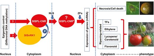 A working model of involvement of SlSnRK1 and SlSPL-CNR in cell death and fruit ripening in tomato. Epigenetic control may contribute to an extra layer of regulation of SlSPL-CNR and SlSnRK1 (indicated by a question mark) expression in AC and Cnr tomato cell nucleus (Supplementary Fig. S14; Zhong et al., 2013; Chen et al., 2015b). SlSPL-CNR may undergo a post-translational phosphorylation in order to trigger its TF activity in the cytoplasm. Such cellular protein modification may be processed by SlSnRK1 through its direct interactions with the SlSPL-CNR protein (shown by a question mark). A phosphorylated SlSPL-CNR protein (designed SlSPL-CNRP, question mark) is then translocated via the unique monopartite NLS from the cytoplasm to the nucleus. However, phosphorylation per se may or may not be required for nuclear transportation of SlSPL-CNRP. Once located in the cell nucleus, SlSPL-CNRP may bind to promoters in a zinc-dependent manner as for other SPB-box TFs to transcriptionally turn on or off expression of specific target genes associated with cell death and fruit ripening, which then leads to phenotypic induction of cell death and/or fruit ripening. Necrotic cell death on the tomato leaf and fruit as well as fruit with non-ripe sectors caused by either transient expression of SlSPL-CNR or virus induced gene silencing is shown. The leaf was photographed at 7 d post-inoculation and fruits at 40 d post-anthesis.