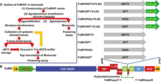 A FoMV-induced flowering (FoMViF) assay in monocotyledonous plants. (A) Outline of the FoMViF procedure in monocots. (B) FoMV vectors for expression of florigen genes. The genome of Foxtail mosaic virus (FoMV) encodes a 152 kDa RNA-dependent RNA polymerase (RDRP), three movement proteins (26, 11.3, and 5.8 kDa), coat protein (CP), and the small 5A polypeptide. The duplicated CP subgenomic RNA promoters are indicated. The cDNA copy of the FoMV genomic RNA is under the control of the enhanced CaMV 35S promoter and the NOS terminator in a plant binary vector (Liu et al., 2016). The left and right borders (LB and RB) of the Ti-plasmid are indicated. Arabidopsis AtFT, rice Hd3a, tomato SFT, and tobacco NtFT4 and their FLAG-tagged genes were cloned downstream of the duplicated CP promoter into the HpaI/AscI sites of the FoMV vector. The positions of primers FoMVseqF/FoMVseq-R (Table S1) which were used for colony-PCR screening, sequencing and RT-PCR detection are indicated along the FoMV genome.
