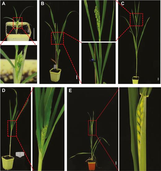 Photoperiod effects on flowering time in proso millet and wheat. (A) Proso millet plant flowered at an average of 56 DASS in SD. (B) Proso millet plant remained vegetative at 56 DASS in LD. (C) Vegetative-reproductive transition in proso millet in LD. Plants started to flower at an average of 88 DASS in LD. (D) Proso millet plant flowered at 63 DASS when grown under LD for 4 weeks and transferred to SD. (E) Flowering time/heading date in wheat. Wheat plants underwent vernalization treatment for 4 weeks, then grew under LD and started to flower (heading) at approximately 90 DASS. Plants were photographed at 56 DASS (A, B); 63 DASS (D); 84 DASS (C), and 90 DASS (E). The boxed sections of each panel are enlarged to show clear phenotypes. Scale bar: 3 cm.