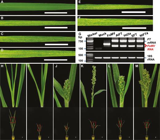 Viral expression of heterologous monocot and dicot florigen genes induces flowering and early spikelet development in proso millet. (A) Healthy leaf from a mock-inoculated millet plant. (B–F) Viral symptoms on millet leaves infected with FoMV (B), FoMV/AtFT (C), FoMV/Hd3a (D), FoMV/SFT (E), or FoMV/NtFT4 (F). (G) RT-PCR detection of virally expressed FT mRNA (upper panel). The size of the 2000-bp DNA marker as well as the positions of FT mRNA and FoMV RNA are indicated. The proso millet 18S rRNA was used as internal RT-PCR control (bottom panel). (H–M) Early flowering and millet spikelet development. Millet plants remained vegetative in mock (H)- or FoMV (I)-inoculated controls. Effective FT expression (G) induced early flowering and development of millet spikelet in plants infected with FoMV/AtFT (J), FoMV/Hd3a (K), FoMV/SFT (L), or FoMV/NtFT4 (M). Photographs were taken at 28 DASS (A–F), or 77 DASS (H–M). The boxed section of each plant was enlarged to show clear phenotypes on the top of panels of (H–M). Scale bar: 3 cm.