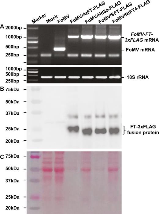 Analysis of FT-FLAG expression in proso millet. (A) RT-PCR assay of FT-FLAG mRNA (upper panel). Proso millet 18S rRNA served as internal control (bottom panel). (B, C) Detection of FT-FLAG proteins using a specific anti-FLAG antibody. Western blot (B) and a protein PAGE gel (C) are shown. Total RNAs or proteins were isolated from plants mock-inoculated or infected with FoMV, FoMV/AtFT-FLAG, FoMV/Hd3a-FLAG, FoMV/SFT-FLAG, or FoMV/NtFT4-FLAG. Sizes and positions of the 2000-bp DNA ladder or the pre-stained protein marker, positions of viral FT-FLAG mRNA, FoMV RNA, 18S rRNA, as well as the FT-FLAG fusion proteins are indicated.