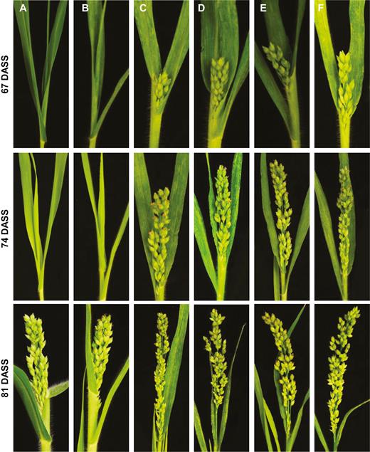 Foral and spikelet induction by virally expressed FLAG-tagged FT proteins in proso millet. Proso millet plants were mock-inoculated (A), or infected with FoMV (B), FoMV/AtFT-FLAG (C), FoMV/Hd3a-FLAG (D), FoMV/SFT-FLAG (E), or FoMV/NtFT4-FLAG (F). Flowering and spikelet development under LD conditions was photographed at 67, 74, and 81 DASS.