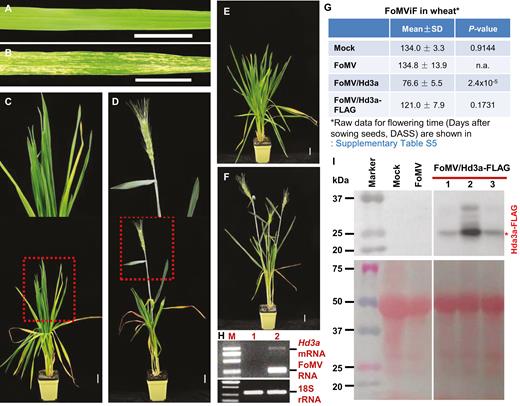 Expression of rice Hd3a triggers early flowering and grain production in wheat. (A, B) Development of viral infection in wheat. Wheat with mock inoculation was symptomless (A). Infection by FoMV/Hd3a led to development of yellowing and chlorosis in wheat leaves (B). (C–F) FoMViF in wheat. Wheat plants mock-inoculated remained vegetative and showed no sign of reproductive growth (C, E). Plants with FoMV/Hd3a infection produced early heading/flowering at 11 weeks after sowing seeds (D), and more heads were developed later on (F). Plants were photographed at 28 DASS (A, B), 84 DASS (C, D) or 119 DASS (E, F). The boxed section of plants in (C, D) was enlarged to show clear phenotypes at the top of each panel. Scale bar: 3 cm. (G) Summary of FoMViF in wheat. Flowering time (DASS) is shown as mean ±SD. Raw data for the flowering time are shown in Supplementary Table S5. P-values generated with equal variances with two-tailed Student’s t-test against FoMV are shown. P≤0.05 is regarded as a statistically significant difference. n.a., not applicable. (H) RT-PCR detection of virally expressed Hd3a transcript in wheat. Total RNA samples were isolated from plants with mock inoculation (lane 1) or plants infected with FoMV/Hd3a (lane 2). The positions of Hd3a mRNA and FoMV RNA as well as the 2000-bp DNA marker are indicated (upper panel). Wheat 18S rRNA served as internal control (bottom panel). (I) Detection of Hd3a-FLAG proteins using a specific anti-FLAG antibody. Western blot (upper panel) and a protein PAGE gel (bottom panel) are shown (Supplementary Fig. S6). Total proteins were isolated from wheat plants mock-inoculated or infected with FoMV or FoMV/Hd3a-FLAG. Three individual plants (nos 1, 2, and 3) were used in cases of FoMV/Hd3a-FLAG infection. Sizes and positions of the pre-stained protein marker as well as positions of the Hd3a-FLAG fusion proteins are indicated.