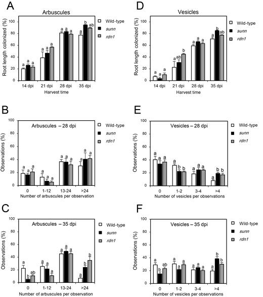 Development of arbuscular mycorrhizal colonization in the wild type, sunn, and rdn1 over time. Root length colonization (%) of arbuscules (A) and vesicles (D) in the wild type, sunn, and rdn1 at four different time points in days post-inoculation (dpi) based on McGonigle et al. (1990). The numbers of arbuscules (B, C) and vesicles (E, F) were counted within a pre-defined square of 0.08 mm2. To extract differences in arbuscule and vesicle intensities, observations were allocated to four groups based on the number of arbuscules (0, 1–12, 13–24, >24) or vesicles (0, 1–2, 3–4, >4) counted per observation. Observations per group are presented as a percentage (%). Observations were made in 100 individual root segments in each of four biological replicates per genotype. Bars are average values ±SEs. Statistically significant differences between averages within each group are labeled with a different letter based on one-way ANOVA followed by Tukey´s post-hoc test (P<0.05).