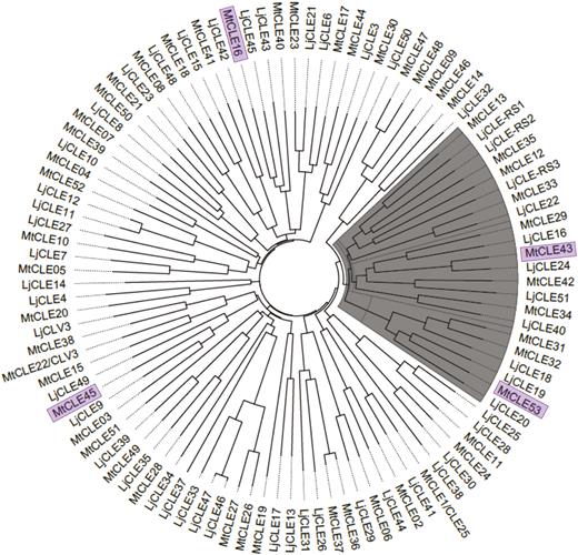 Phylogenetic analysis of Lotus japonicus and Medicago truncatula CLE pre-propeptide sequences. Unrooted phylogenetic tree based on all L. japonicus and M. truncatula CLEs. Pre-propeptide CLE sequences were aligned and a Neighbor–Joining tree with 1000 bootstrap replicates was generated in ClustalX v2.1. The polar tree layout was generated in FigTree v1.4.3. The identified clade is marked with gray. The four CLE genes induced by mycorrhiza in the RNA-sequencing data are highlighted.