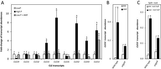 CLE transcript abundances measured by RT–qPCR. (A) Transcript abundance of M. truncatula CLE genes from the identified clade, except for MtCLE12 and MtCLE13, in roots of plants grown at low P (6 μM Pi), high P (600 μM Pi), and low P inoculated with arbuscular mycorrhizal fungi (AMF) (6 μM Pi). For each transcript, low P expression levels were normalized to 1. Bars are average values ±SD (n=5). Different letters indicate significant differences between individual CLE transcript abundances based on one-way ANOVA followed by Tukey´s post-hoc test (P<0.05). (B) Transcriptional response of MtCLE53 to AMF colonization in the wild type and mtpt4. (C) Transcriptional responses in the wild type and mtpt4 of MtCLE53 in the AMF-colonized root half (AMF) compared with the non-colonized root half (NM) in a split-root system. Bars are averages ± SD (n=3). Significant differences in (B) and (C) are marked with asterisks (*) and were calculated based on two-sided Student’s t-test (P<0.05).