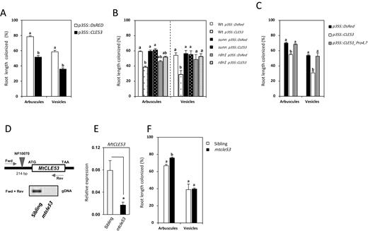 Root length colonization by mycorrhizal arbuscules and vesicles in different genetic backgrounds. (A) Composite plants overexpressing p35S::CLE53 compared with empty vector controls (p35S::DsRed) in the wild-type background. (B) Composite plants overexpressing p35S::CLE53 compared with empty vector controls (p35S::DsRed) in the wild-type, sunn, and rdn1 backgrounds. (C) Composite wild-type plants overexpressing a native version of MtCLE53 (p35S::CLE53) and a mutated version with prolines changed to glycines (p35S::CLE53_Pro4,7) compared with the empty vector control (p35S::DsRed). Root length colonization was assessed in individual root segments (n=100) in four biological replicates. Bars are averages ± SEs. Statistically significant differences between averages within each group are labeled with different letter based on one-way ANOVA followed by Tukey´s post-hoc test (P<0.05). (D) The mtcle53 mutant line NF10070 has a Tnt1 insert 214 bp upstream of the MtCLE53 ATG start codon. Based on PCR on genomic DNA (gDNA) using MtCLE53-specific forward (fwd) and reverse (rev) primers, homozygous mtcle53 mutants were identified in a segregating population of NF10070 siblings. (E) Relative expression levels of MtCLE53 in mtcle53 and heterozygous siblings based on qRT–PCR of AMF-colonized roots. Bars are averages ± SDs. Significant differences are marked with an asterisk as calculated by two-sided Student’s t-test (P<0.05). (F) Root length colonization by arbuscules and vesicles in mtcle53 and siblings in analyzed root segments (n=160) of eight biological replicates. Bars are averages ± SEs. Statistically significant differences between averages within each group are labeled with a different letter based on one-way ANOVA followed by Tukey’s post-hoc test (P<0.05)