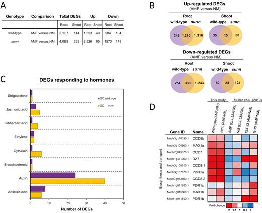 RNA-sequencing analysis of wild-type and sunn roots and shoots from plants colonized by arbuscular mycorrhizal fungi (AMF) or from plants not colonized by AMF (NM). (A) Differentially expressed genes (DEGs) in roots and shoots of the wild type and sunn. The total number of DEGs (AMF versus NM) and the numbers of up- and down-regulated DEGs are listed separately. Statistically significant differences between transcript levels were calculated using DESeq2 (adjusted P-value <0.05). (B) Venn diagrams comparing up- and down-regulated DEGs (AMF versus NM) in roots and shoot of AMF-colonized wild type and sunn, respectively. (C) Enriched GO terms related to the phytohormones auxin, abscisic acid, cytokinin, brassinosteroid, ethylene, gibberellic acid, jasmonic acid, and strigolactone. The analysis was based on DEGs in wild-type and sunn roots. (D) Transcriptional changes in strigolactone biosynthesis and transport gene expression levels compared between roots colonized by AMF or not (NM), either in the wild type and sunn (this study), or in MtCLE53- or GUS-overexpressing roots (Müller et al., 2019). Transcriptional changes are represented as fold changes using a heat map.